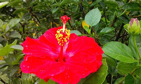 大紅花種植|扶桑花 (朱槿花) 研究/ 種植/心得/繁殖/生長習性/紀錄 等等